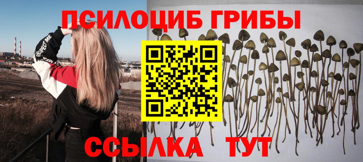 Махачкала  Псилоцибиновые грибы Psilocybe  Псилоцибиновые грибы Cubensis  Вход с VPN 